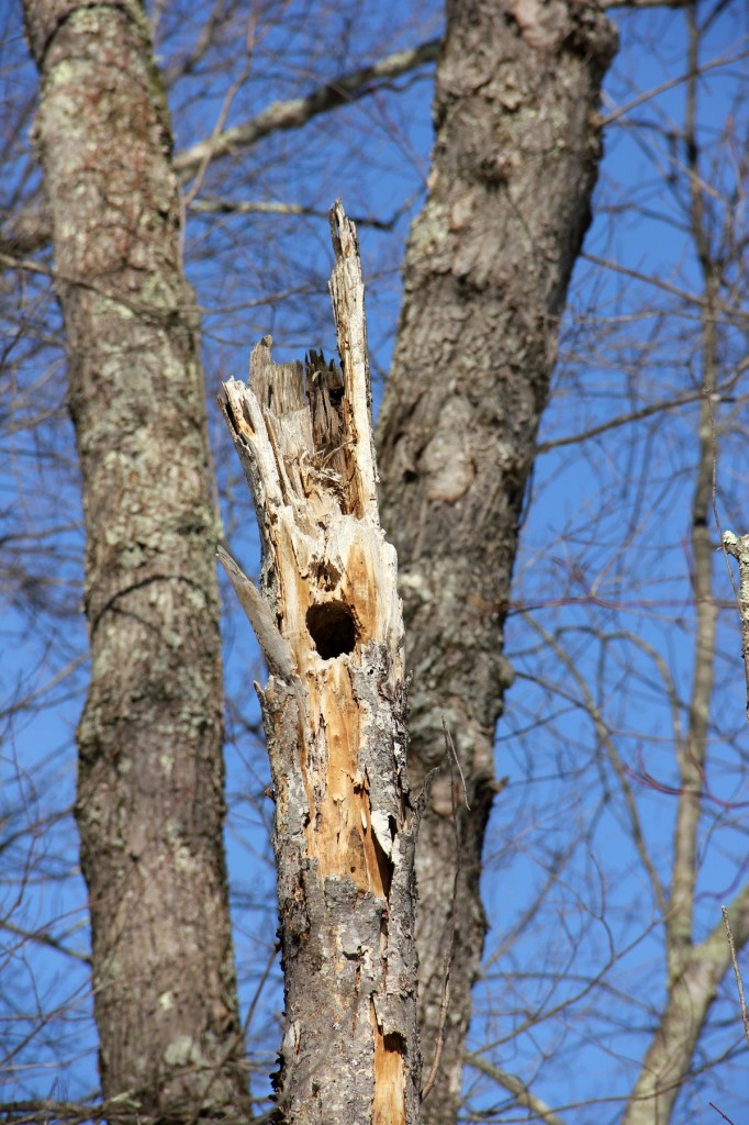 Bird Hole in Dead Part of Tree