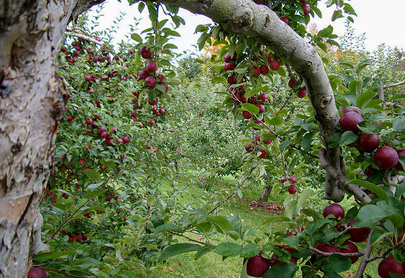 Windy Hill Orchard in Great Barrington