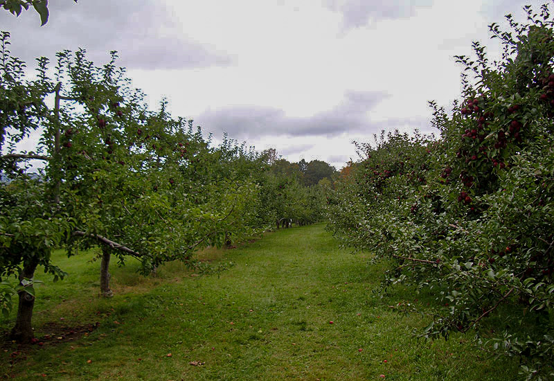 Windy Hill Orchard Tree Rows