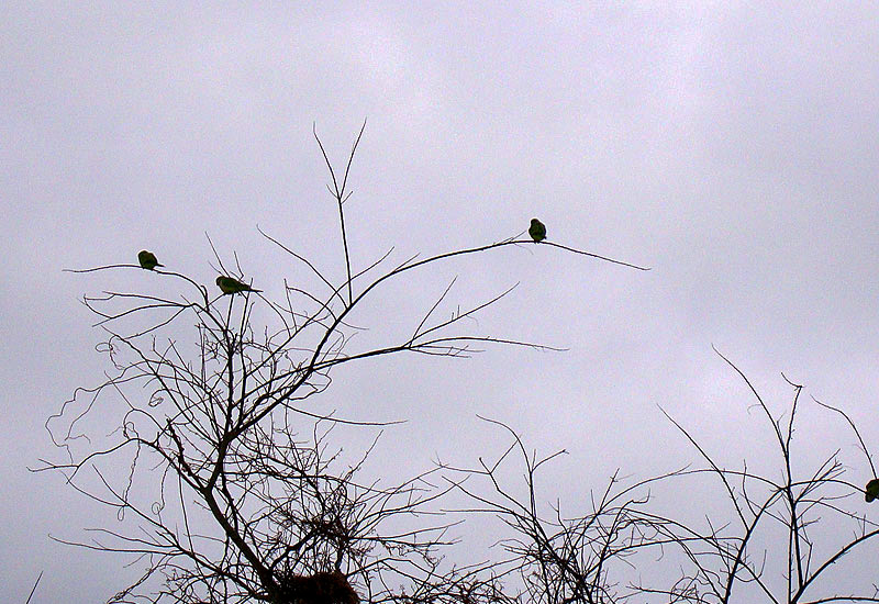 Monk Parakeets in Fenwick