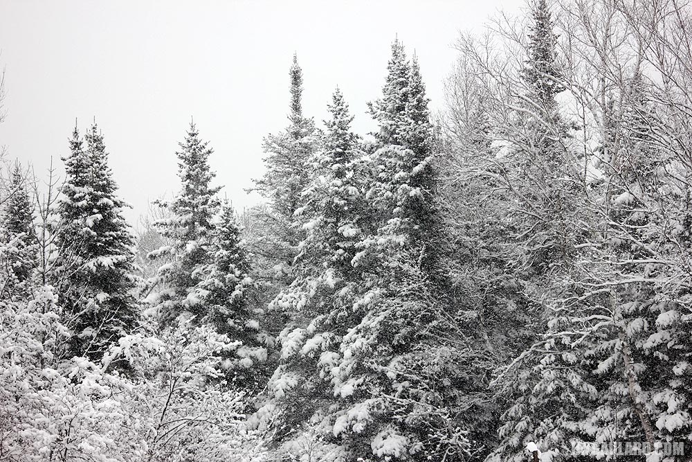 Snow Covered Pines (Balsam Firs)