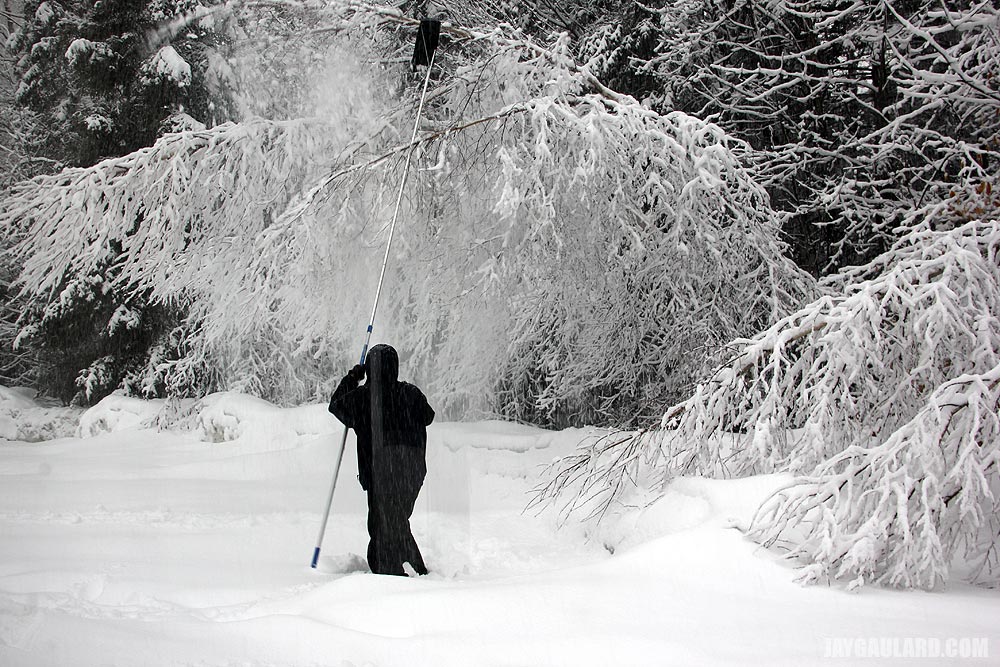 Knocking Snow Off Bent White Birch Tree