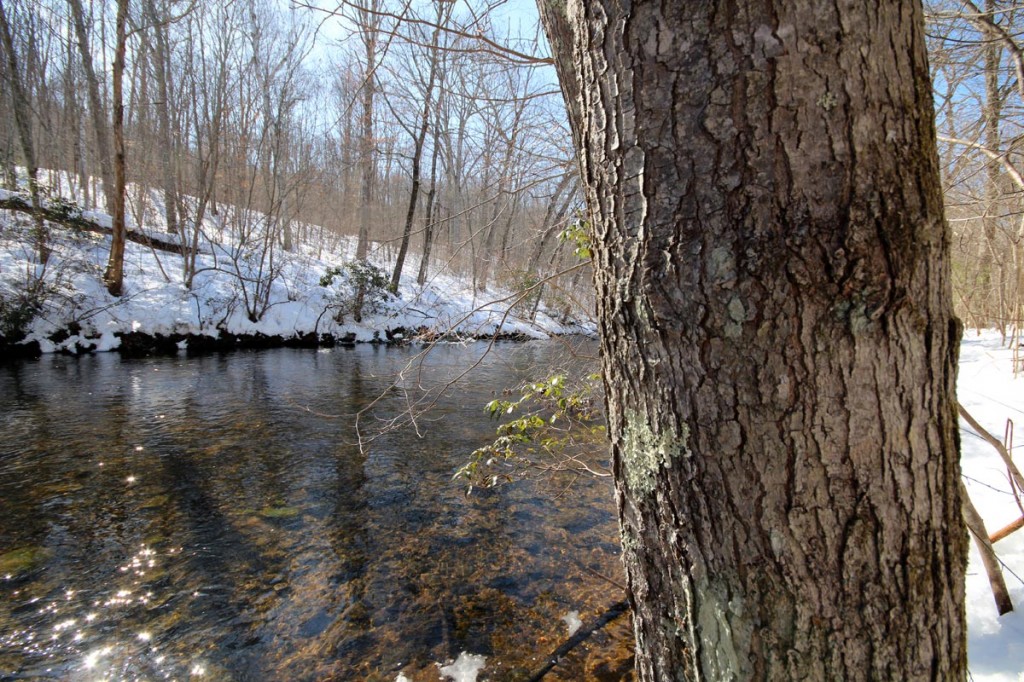 Maple Tree Near River