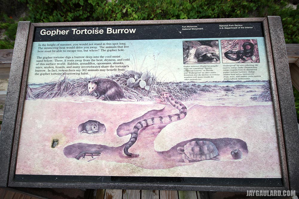 Diagram of Gopher Tortoise Burrow