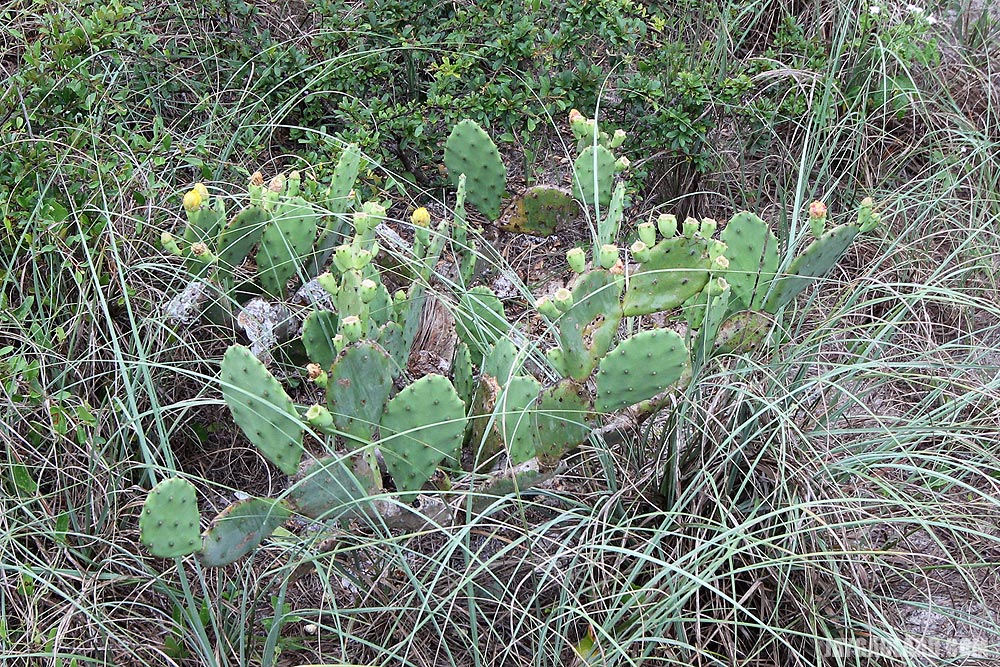 Cactus in Fort Matanzas Dunes