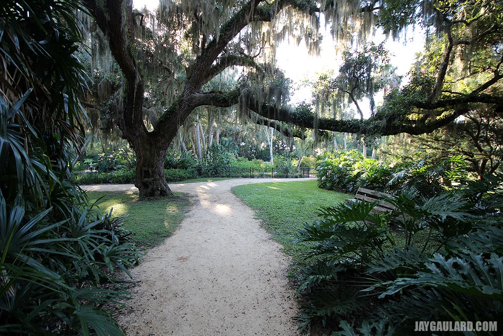 Path Under Oak Branch