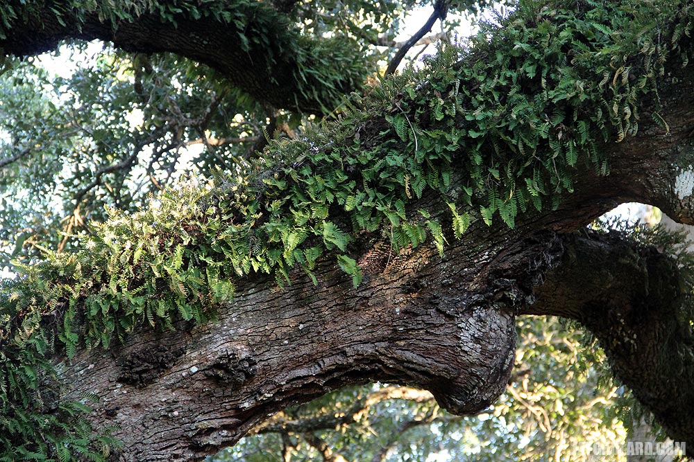 Ferns and Moss Growing on Oak Branches