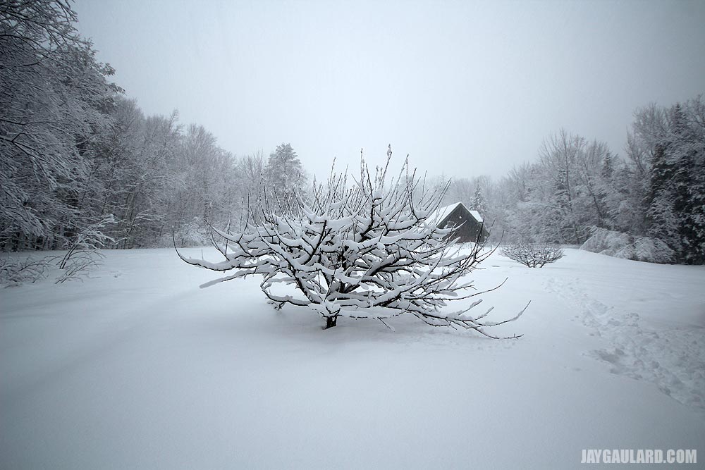 Deep Snow Up Against Apple Tree