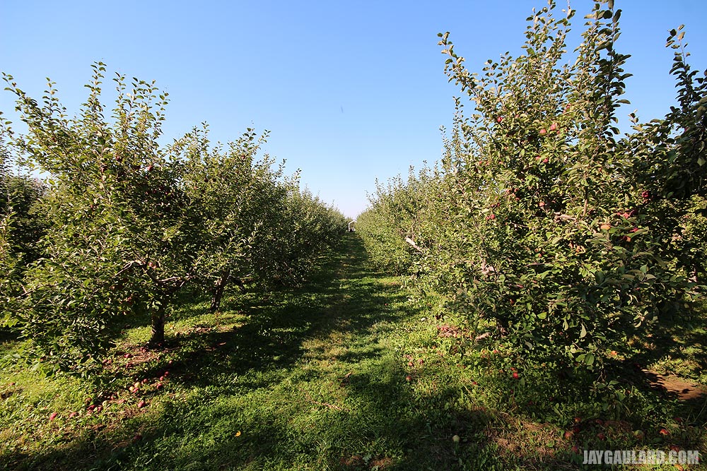 Rows of Apple Trees