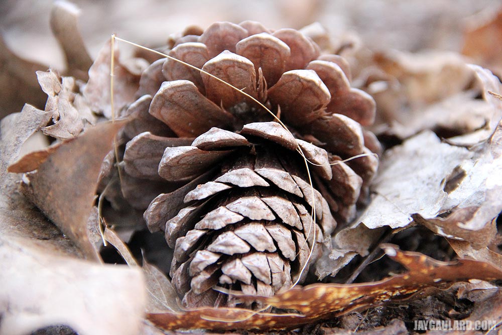 Pinecone Lying in Leaves