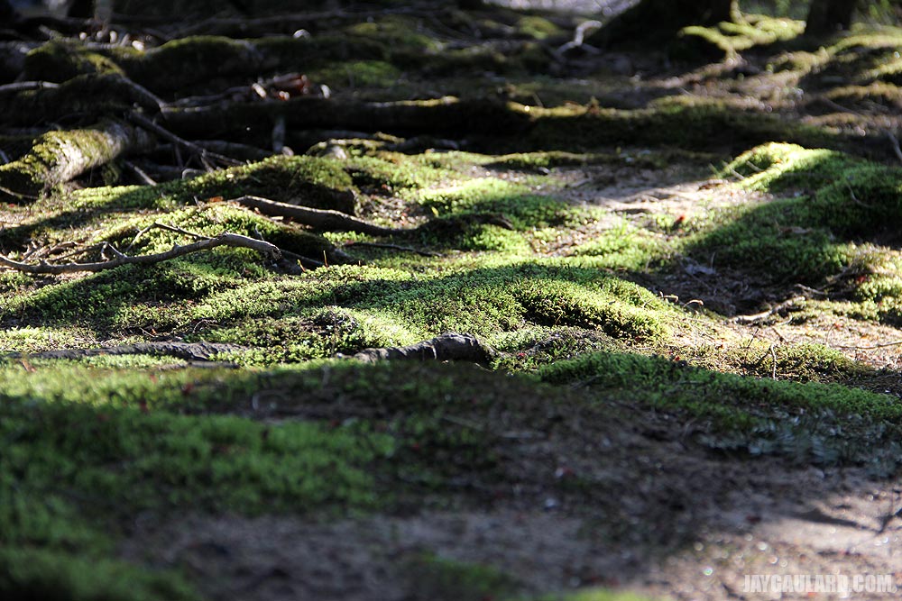 Moss Covered Ground