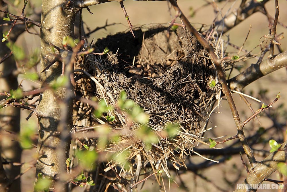 Bird Nest in Bush