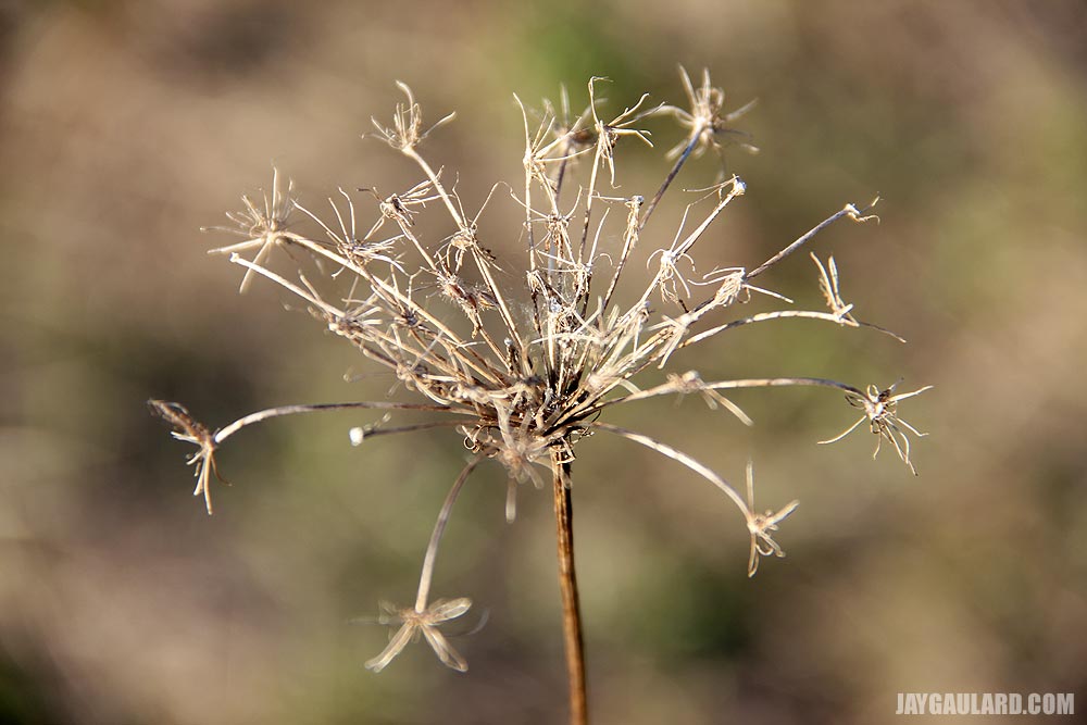 Dried Weed in Field