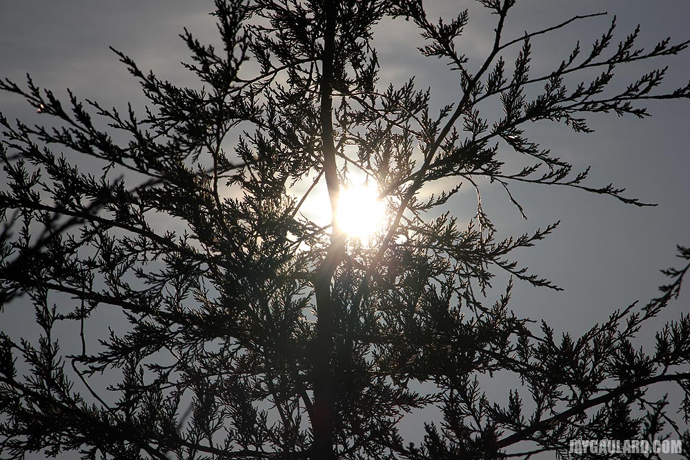 Sun Blazing Through Cedar Tree