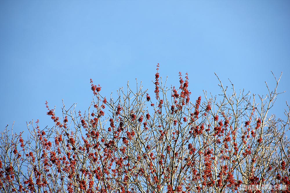 Tips of Branches of Red Maple Against Blue Sky