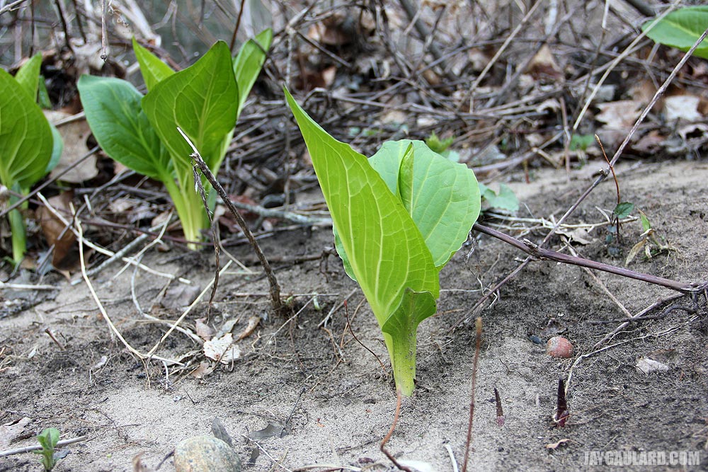 Young Skunk Cabbage