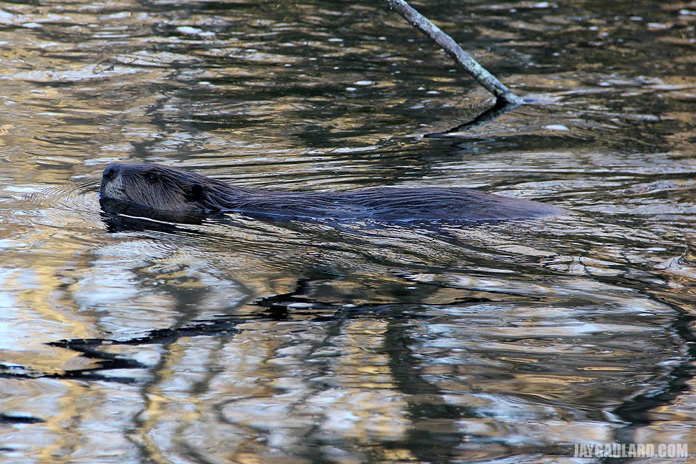 Beaver Swimming in River