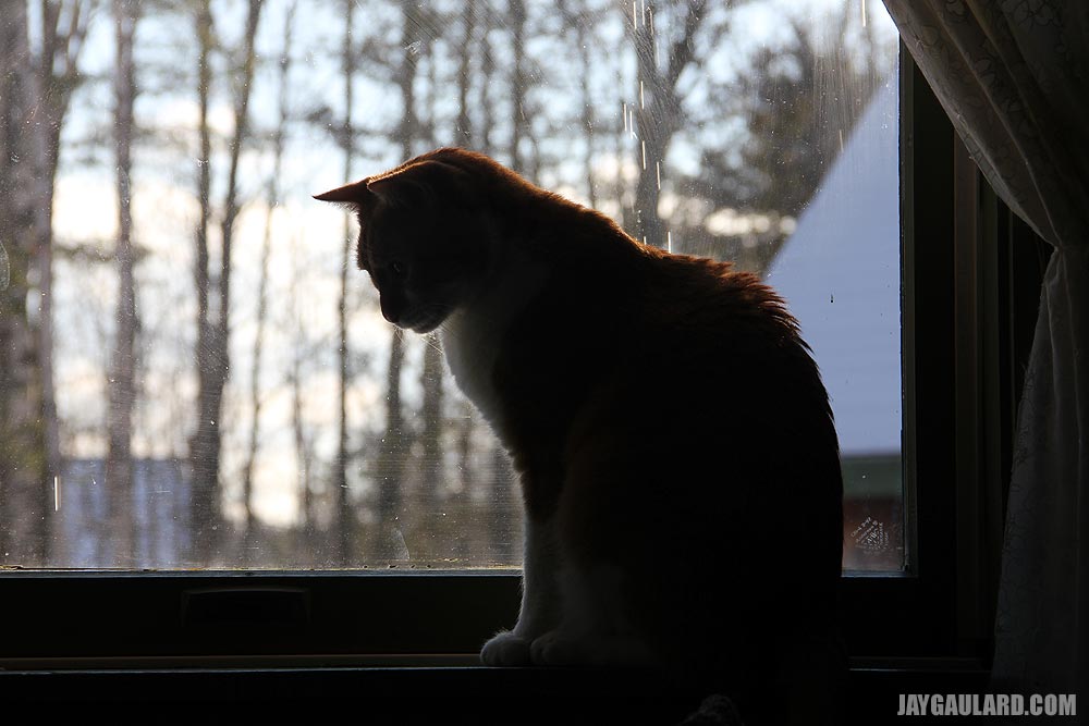 Somber Cat on Windowsill