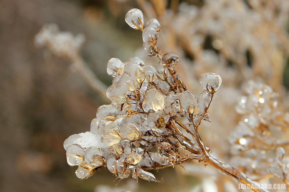 Ice Covered Plant