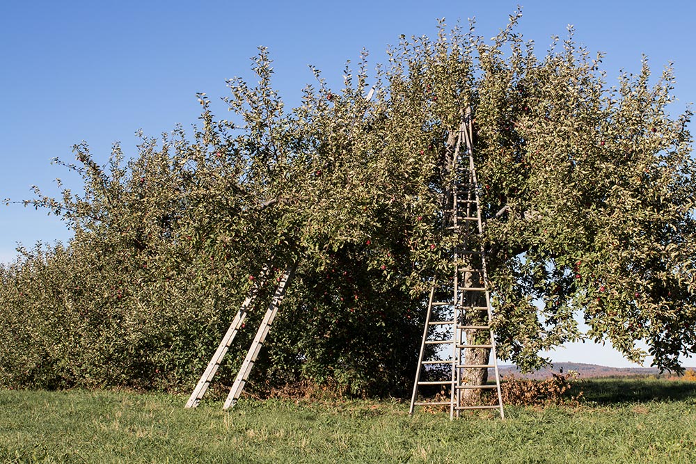 Apple Picking Ladders