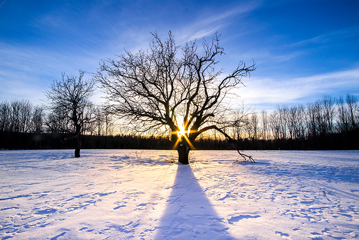 Beautiful Apple Tree Filtering Sunshine in Winter