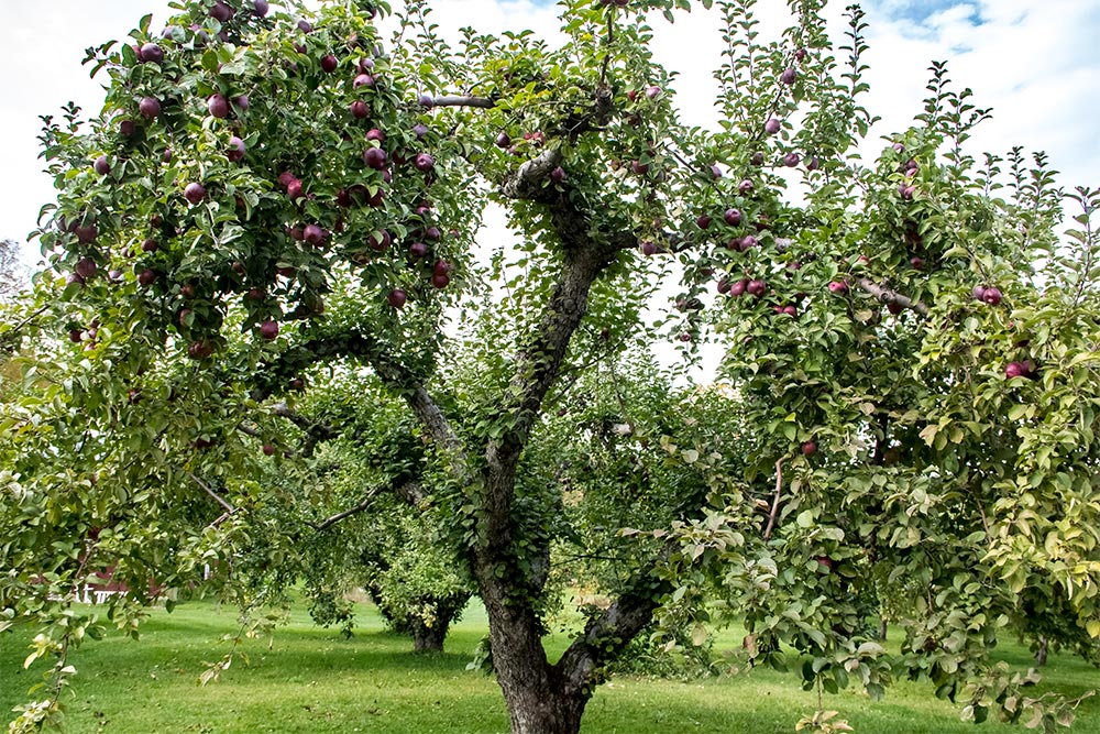 Morrison Hill Orchard Apple Tree