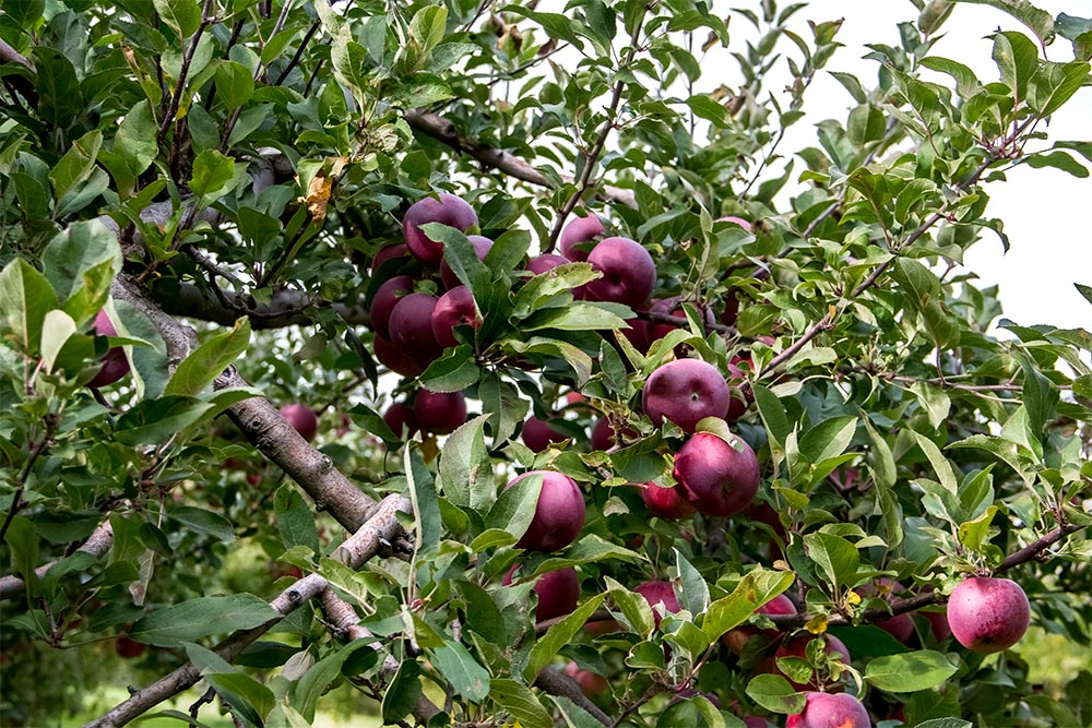 Apples Hanging From Branches