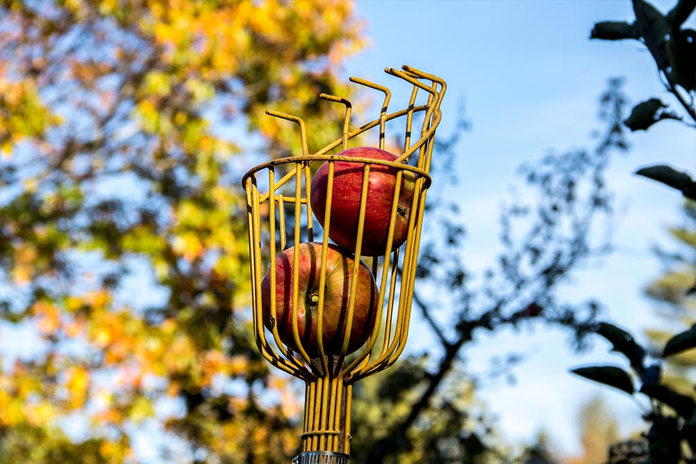 Apples in Picker Basket
