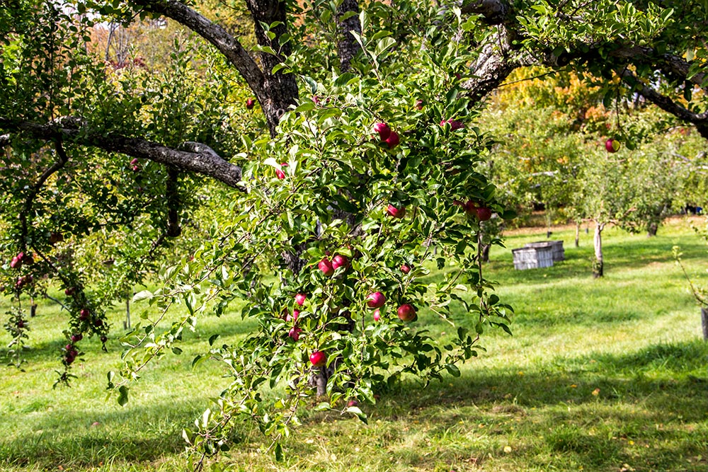 Apples on Branch