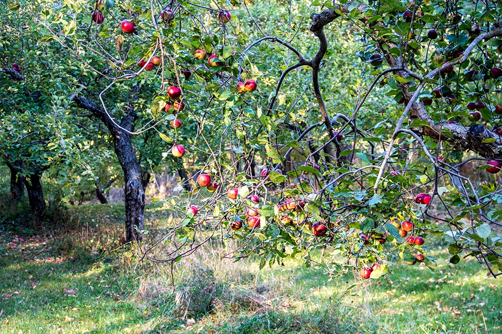 Apples Hanging From Old Tree