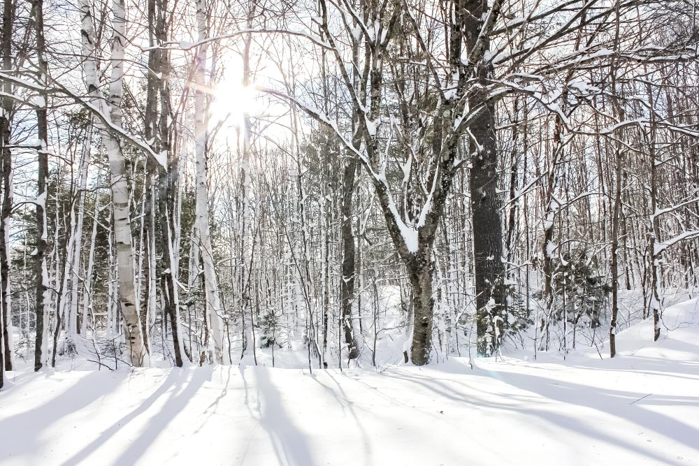 Sun Shining Through Snow Covered Trees