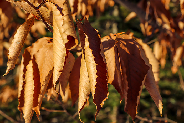 Beech Tree Leaves in Winter