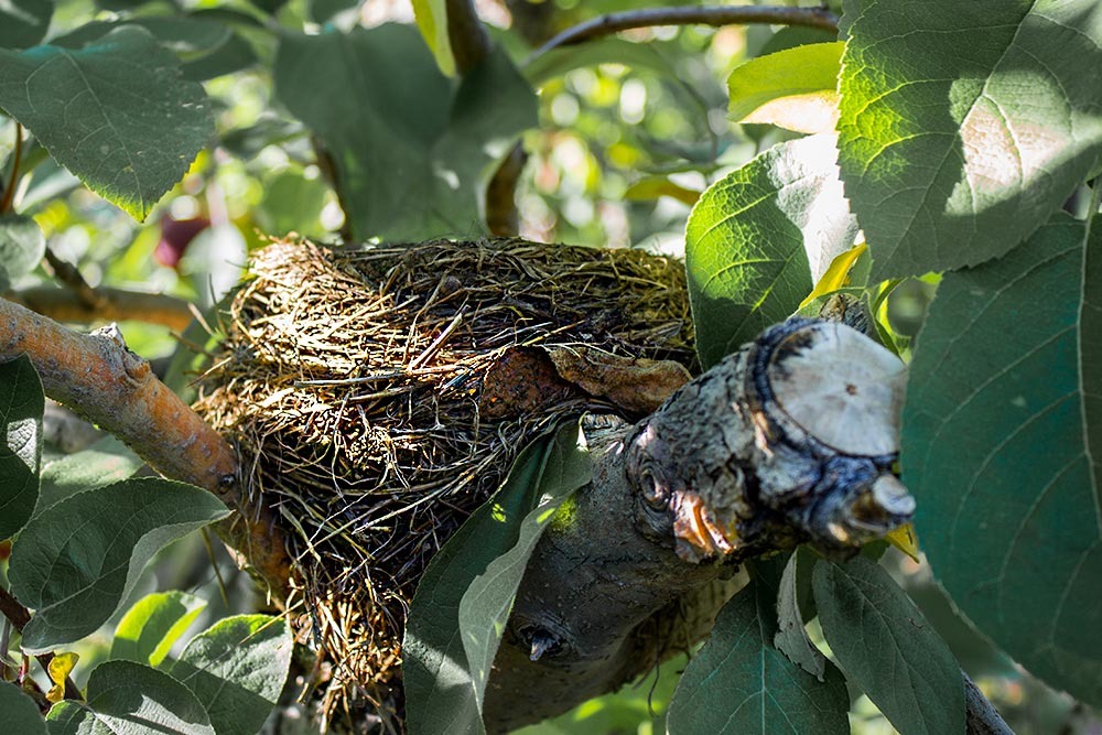 Bird's Nest in Apple Tree