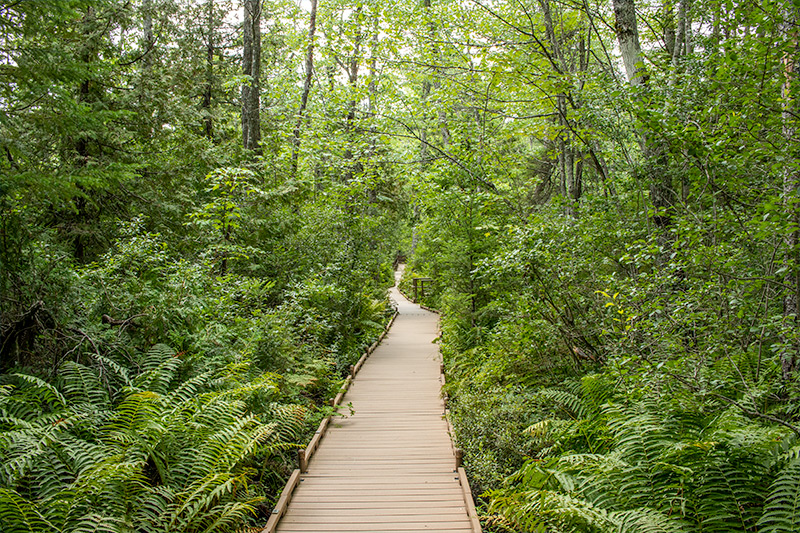 Boardwalk Through Bog in Maine