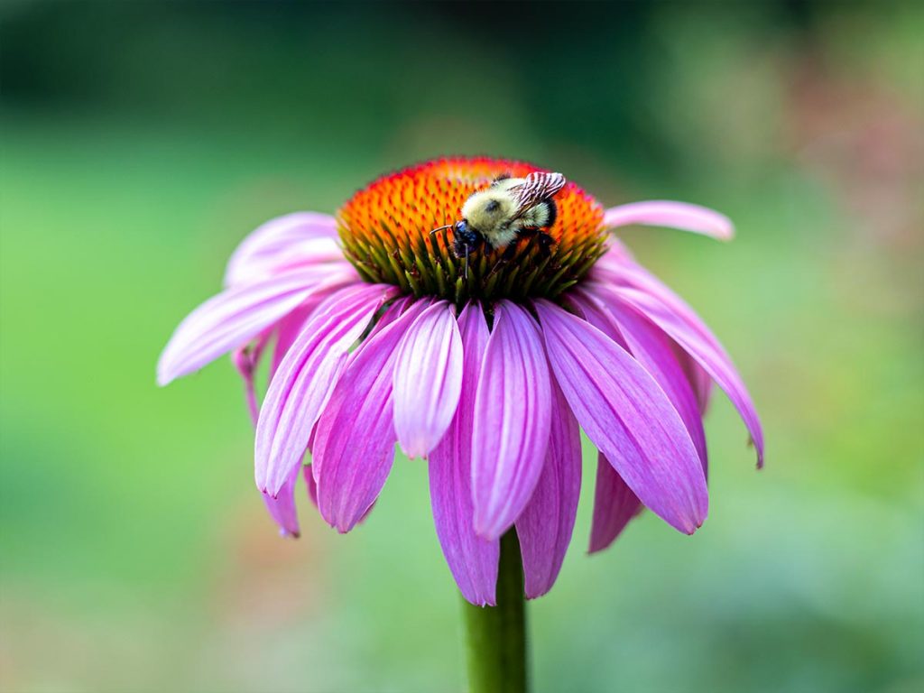 Coneflower with Bumble Bee