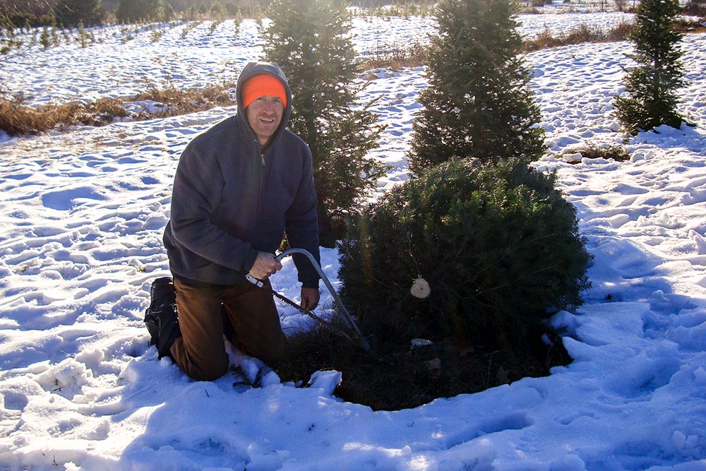 Cut Christmas Tree