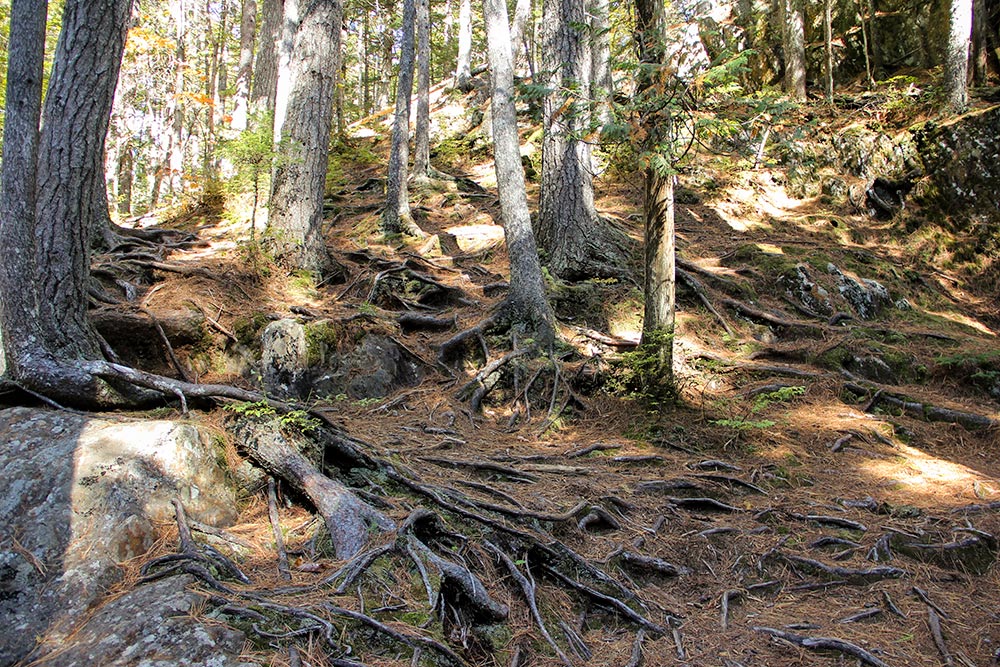 Exposed Tree Roots in Forest
