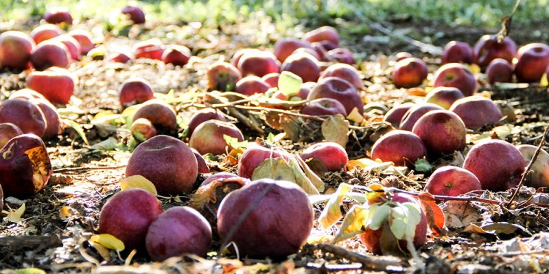 Apples Fallen on Ground