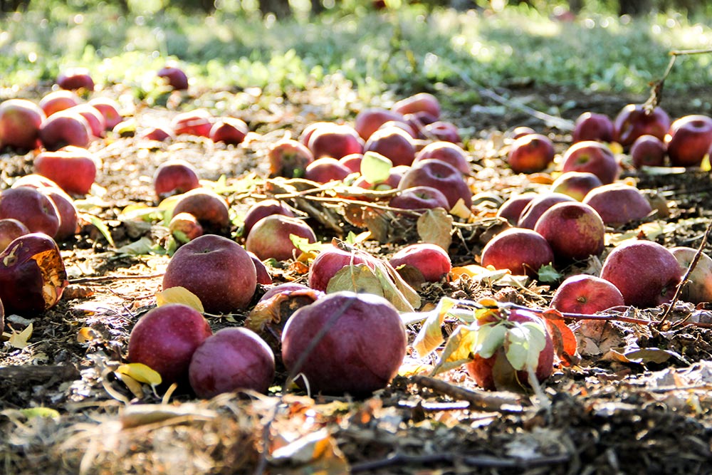Apples Fallen on Ground