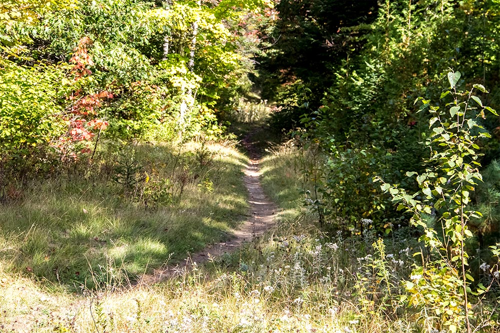 Grassy Loops Trail