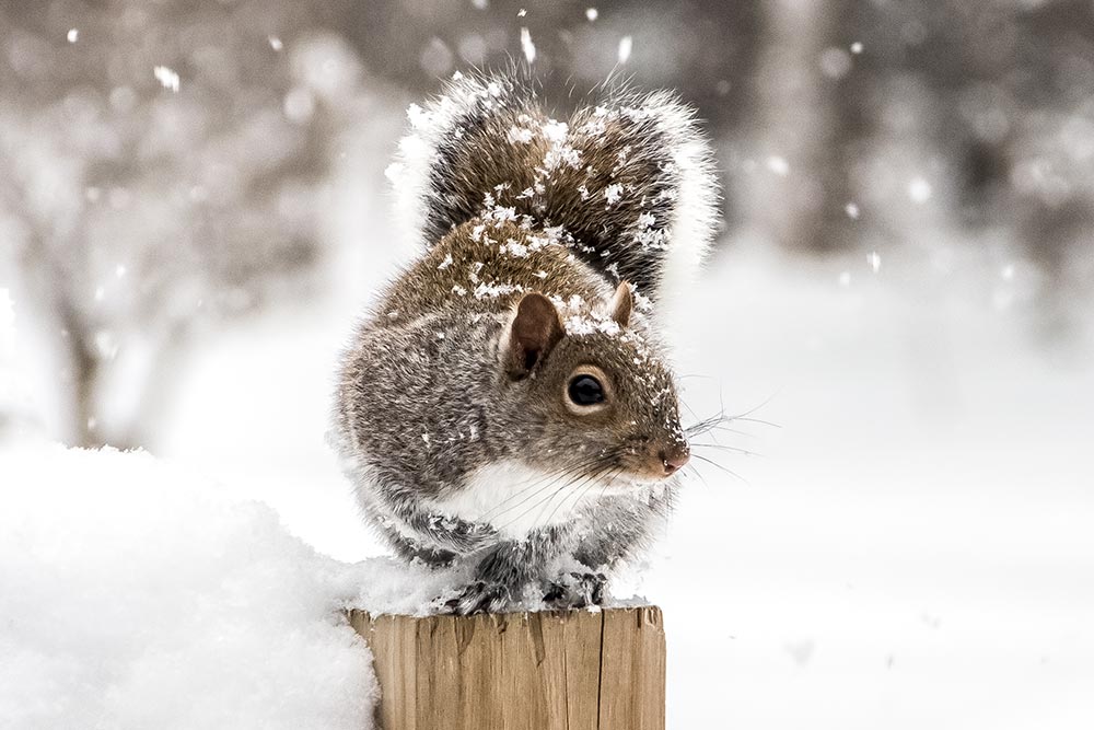 Squirrel Sitting in Snow