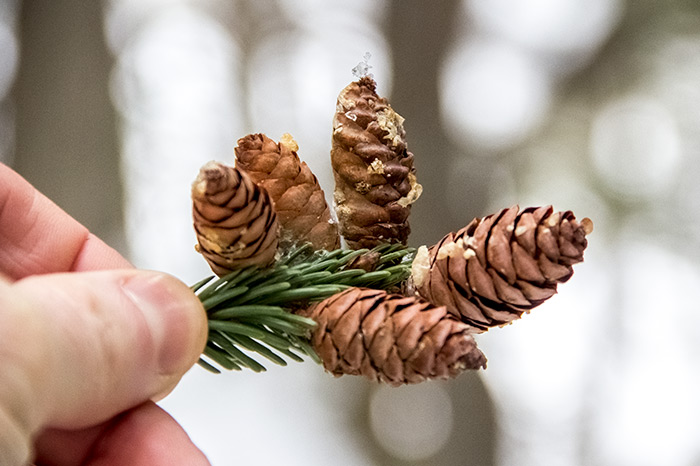 Hemlock Pine Cones