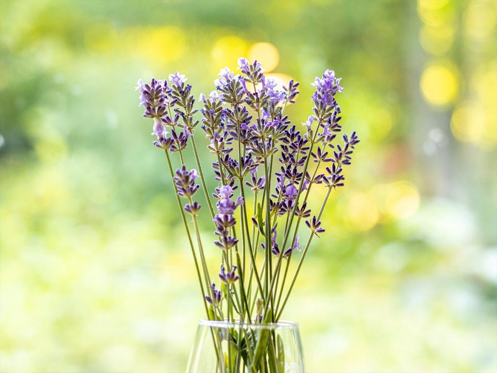 Purple Lavender Flowers in Vase