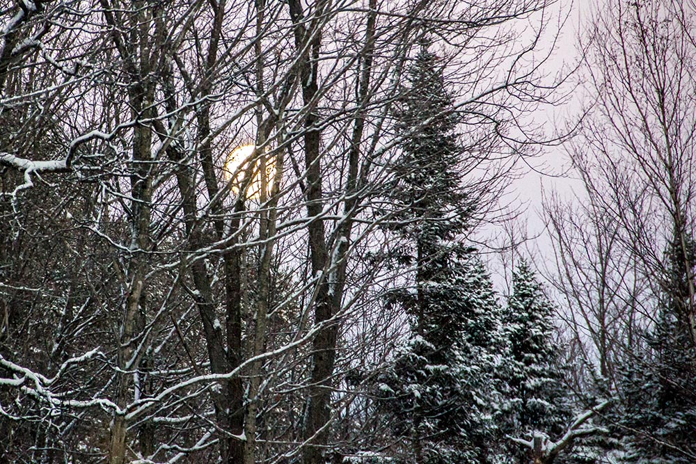 Large Moon in Winter Sky