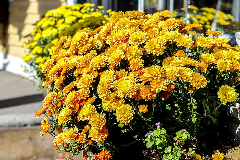 Orange & Yellow Flowers in Planter