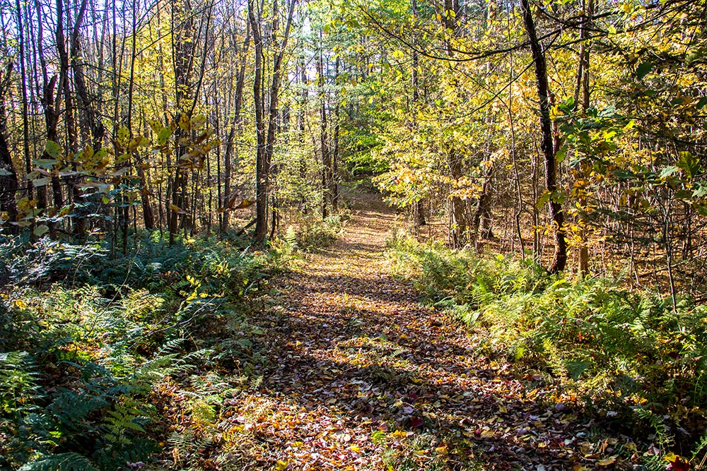 Path Through Woods in Autumn