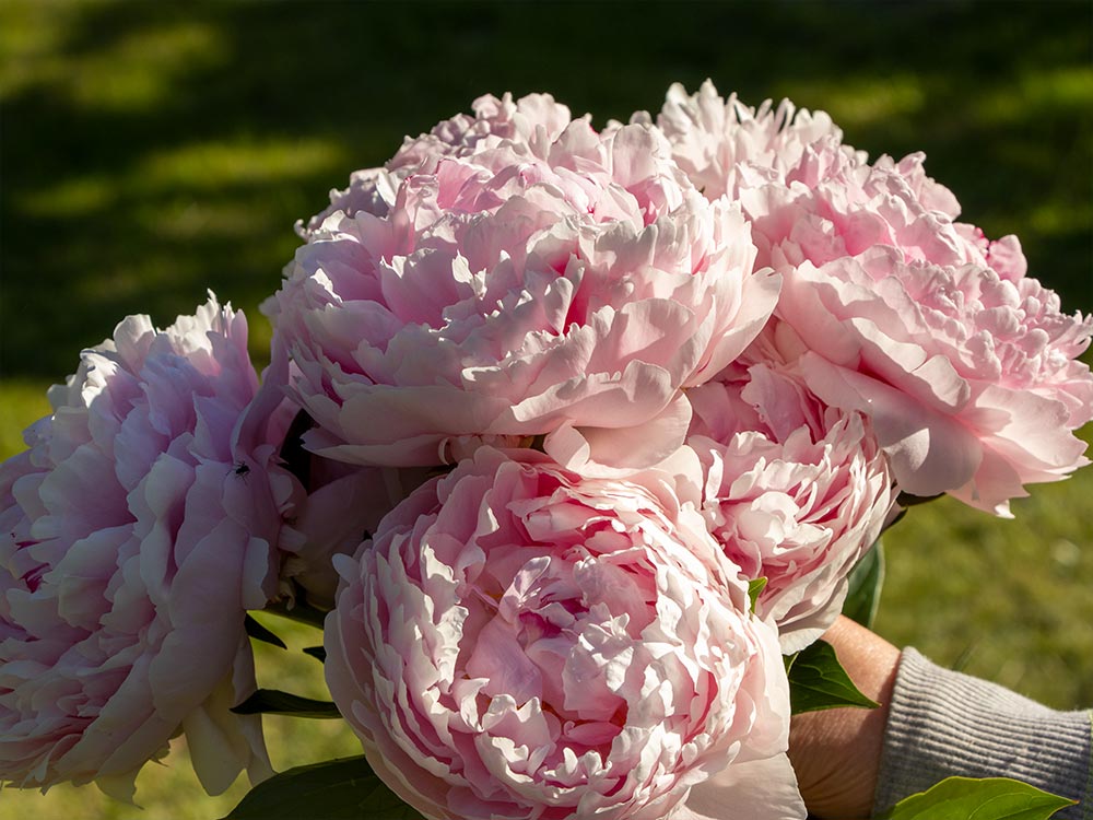 Holding Peonies Bunch in Hand