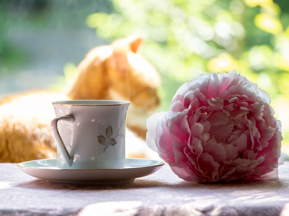 Peony at Tea-Time with Cat