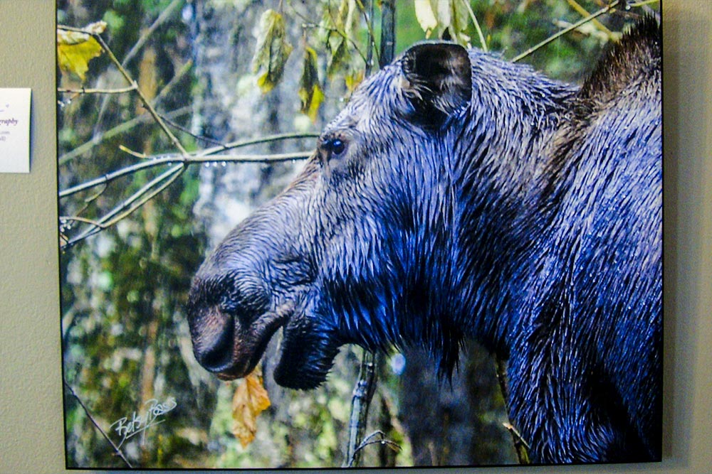 Photo of a Wet Moose