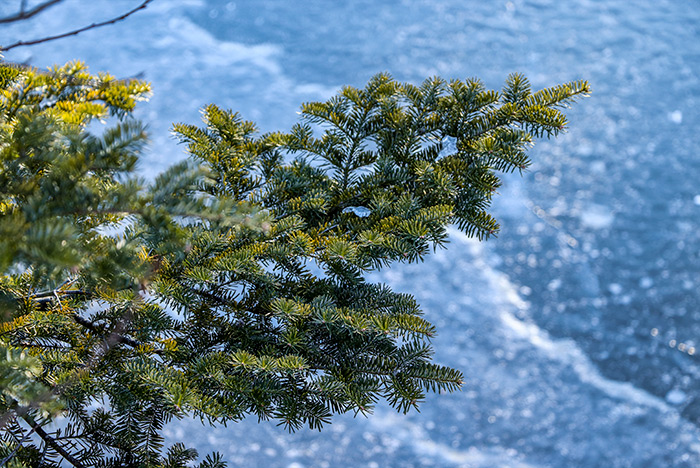 Pine Branch Over Frozen Lake